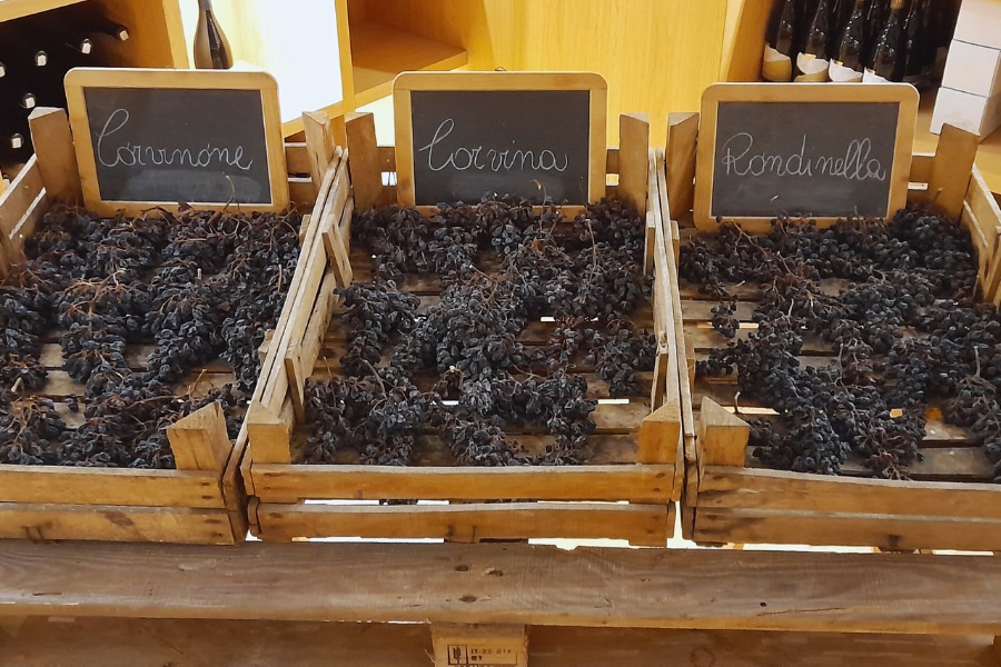 odrůdy oblasti Valpolicella